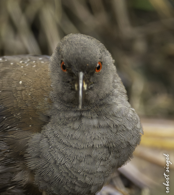 galapagos
